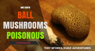 Exploring the Edibility of Earth Ball Mushrooms: Poisonous or Safe?