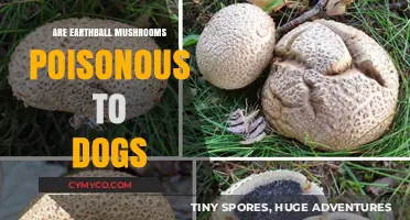Toxicity Alert: Earthball Mushrooms and Their Effects on Canine Health