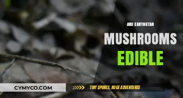 Exploring Edibility: Are Earthstar Mushrooms Safe to Eat?
