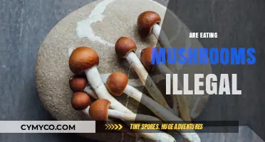 Exploring the Legal Landscape of Mushroom Consumption