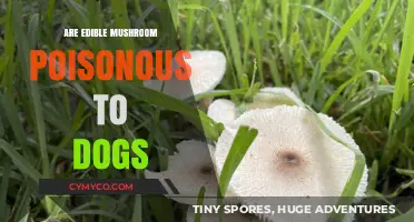 Toxic Treats: The Hidden Danger of Edible Mushrooms for Dogs