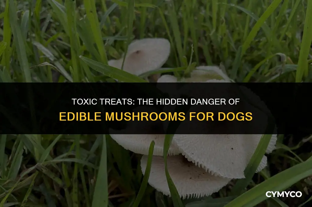 are edible mushroom poisonous to dogs