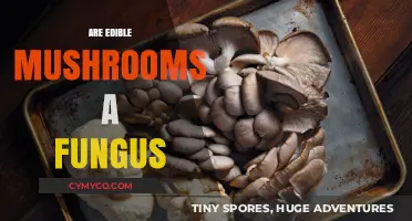 Exploring the Fascinating World of Edible Mushrooms: A Fungal Delight