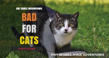 Exploring the Safety of Edible Mushrooms for Feline Friends