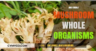 Exploring the Fascinating World of Edible Mushrooms: Whole Organisms or Not?