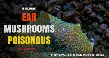 Exploring the Edibility: Are Elephant Ear Mushrooms Poisonous?