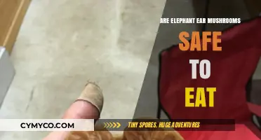 Exploring Edibility: Are Elephant Ear Mushrooms Safe to Eat?
