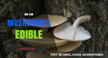 Exploring the Edibility of Elm Mushrooms: A Comprehensive Guide