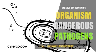 Unveiling the Threat: Endospore-Forming Organisms as Dangerous Pathogens
