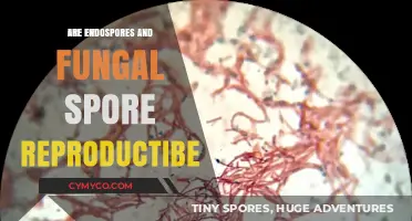 Exploring the Reproductive Potential of Endospores and Fungal Spores