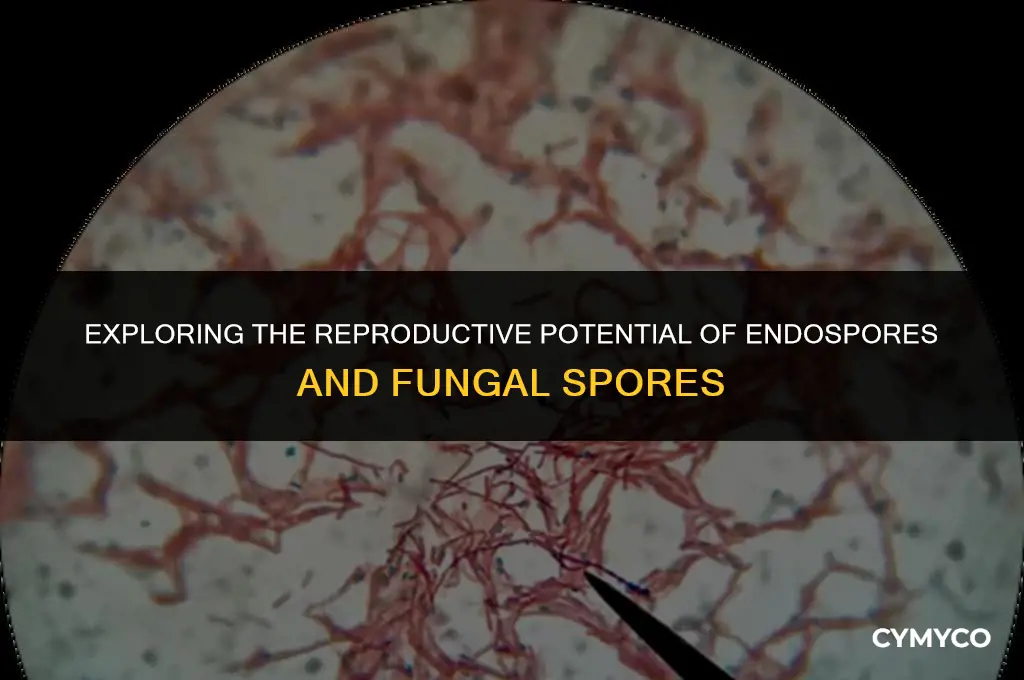 are endospores and fungal spore reproductibe