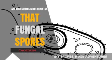 Unraveling the Mystery: Endospores vs. Fungal Spores Resistance