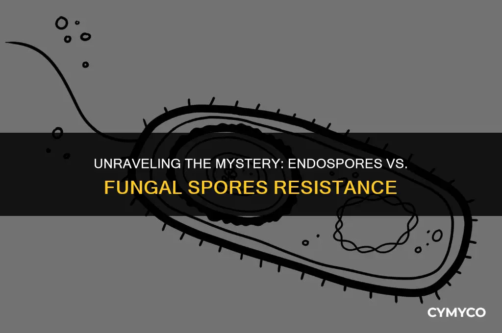 are endospores more resistant that fungal spores