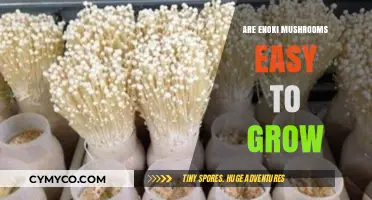 Cultivating Enoki Mushrooms: A Simple Guide for Beginners