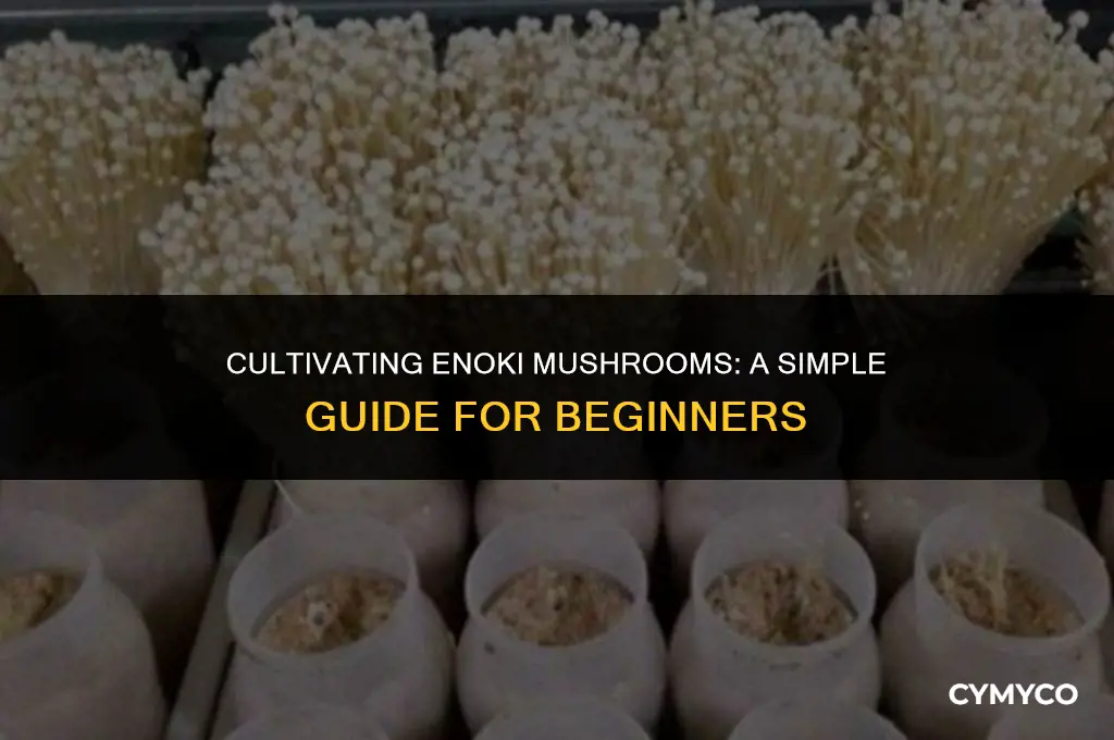 are enoki mushrooms easy to grow