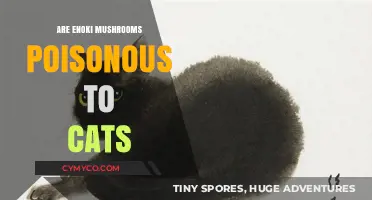 Toxic Truth: Enoki Mushrooms and Their Effects on Feline Friends