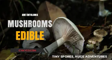 Exploring the Edibility of Entoloma Mushrooms: A Comprehensive Guide