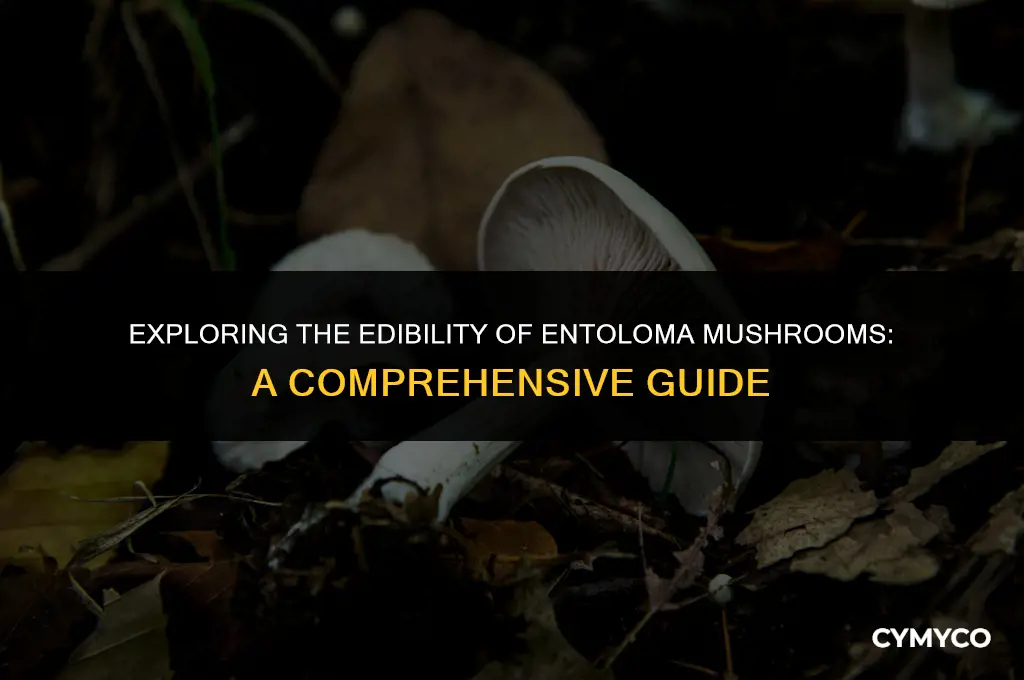 are entoloma mushrooms edible