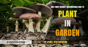 Should You Plant Fairy Bonnet Mushrooms in Your Garden?