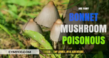 Exploring the Edibility of Fairy Bonnet Mushrooms: A Comprehensive Guide