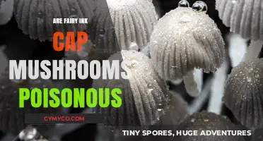 Exploring the Toxicity of Fairy Ink Cap Mushrooms: A Comprehensive Guide