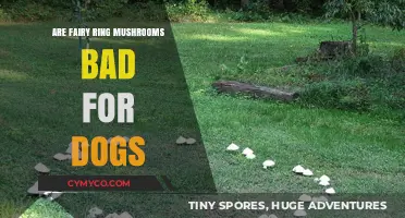 Fairy Ring Mushrooms: A Canine's Guide to Safe Foraging