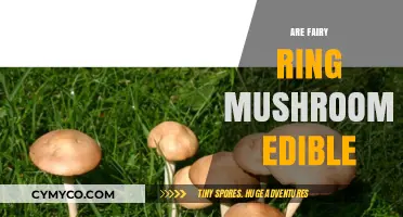 Are Fairy Ring Mushrooms Edible? A Guide to Safety and Identification