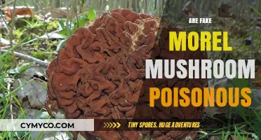 Exploring the Dangers: Are Fake Morel Mushrooms Poisonous?