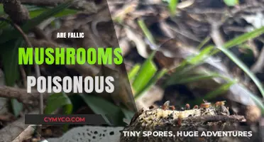 Exploring the Edibility of Fallic Mushrooms: A Comprehensive Guide