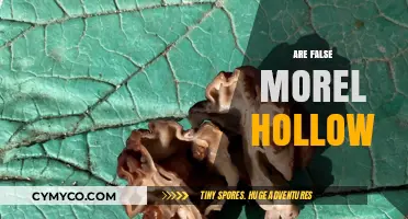 Exploring the Edibility and Structure of False Morels: Are They Hollow?