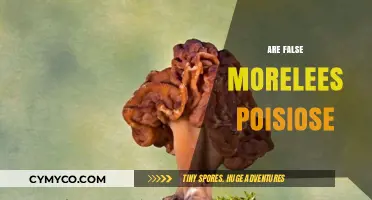 Unveiling the Truth: Are False Morels Truly Poisonous?