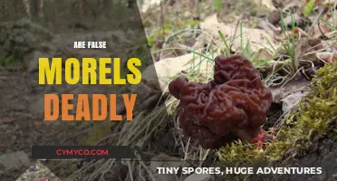 The Deadly Deception: Unveiling the Truth About False Morels
