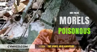 Exploring the Toxicity of False Morels: A Comprehensive Guide