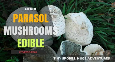 False Parasol Mushrooms: Are They Safe to Eat or Toxic?