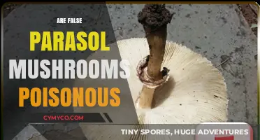 Unveiling the Truth: Are False Parasol Mushrooms Poisonous?
