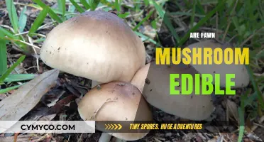 Exploring the Edibility of Fawn Mushrooms: A Comprehensive Guide