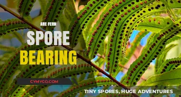 Exploring the Reproductive Strategies of Ferns: Spore-Bearing Insights