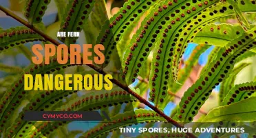 Unveiling the Truth: Are Fern Spores Dangerous to Humans?