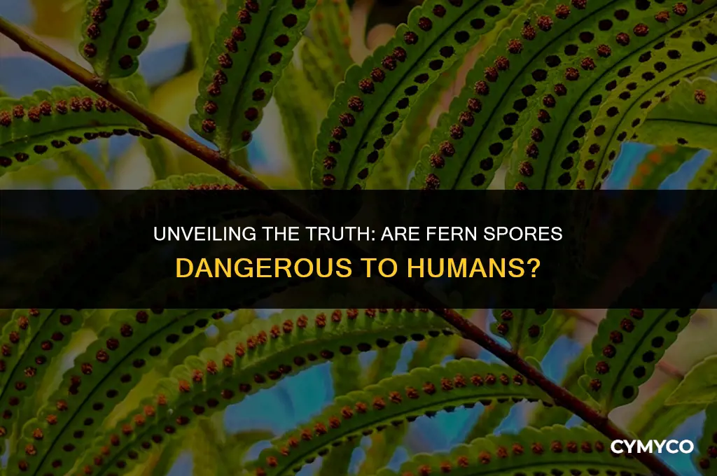 are fern spores dangerous
