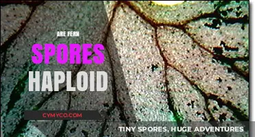 Exploring the Haploid Nature of Fern Spores: A Botanical Insight