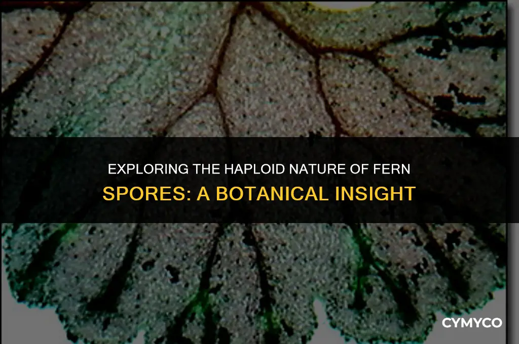 are fern spores haploid