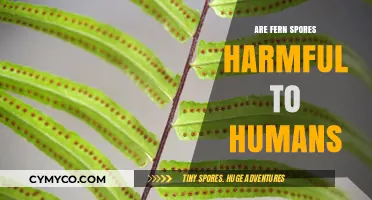 Exploring the Safety of Fern Spores: Are They Harmful to Humans?