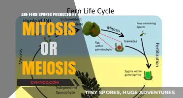 Understanding Fern Reproduction: Mitotic or Meiotic Spores?