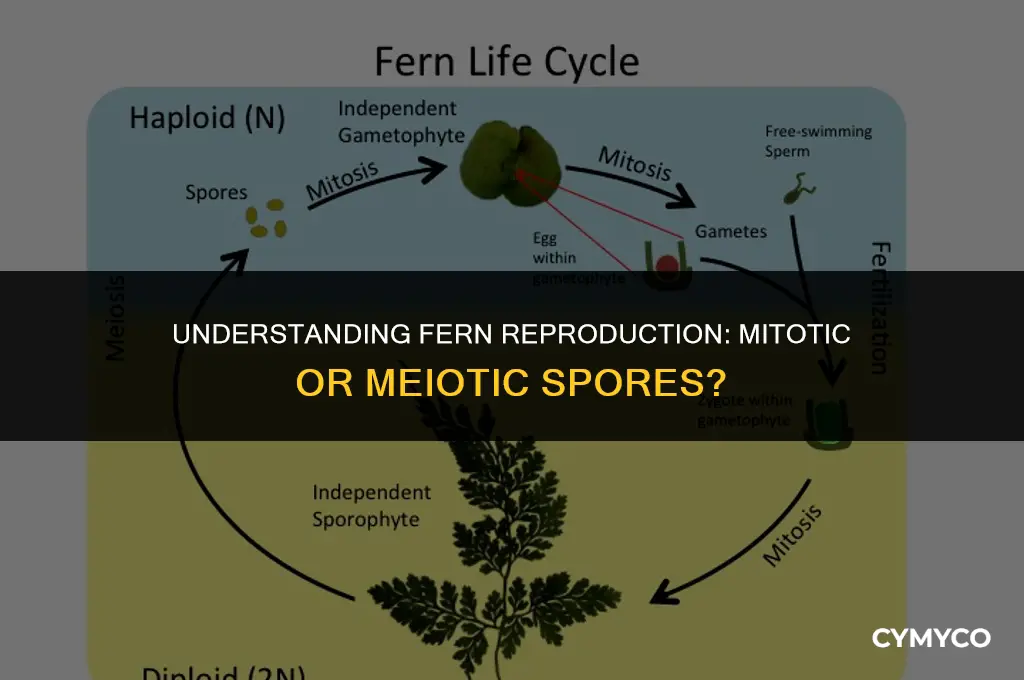 are fern spores produced by mitosis or meiosis