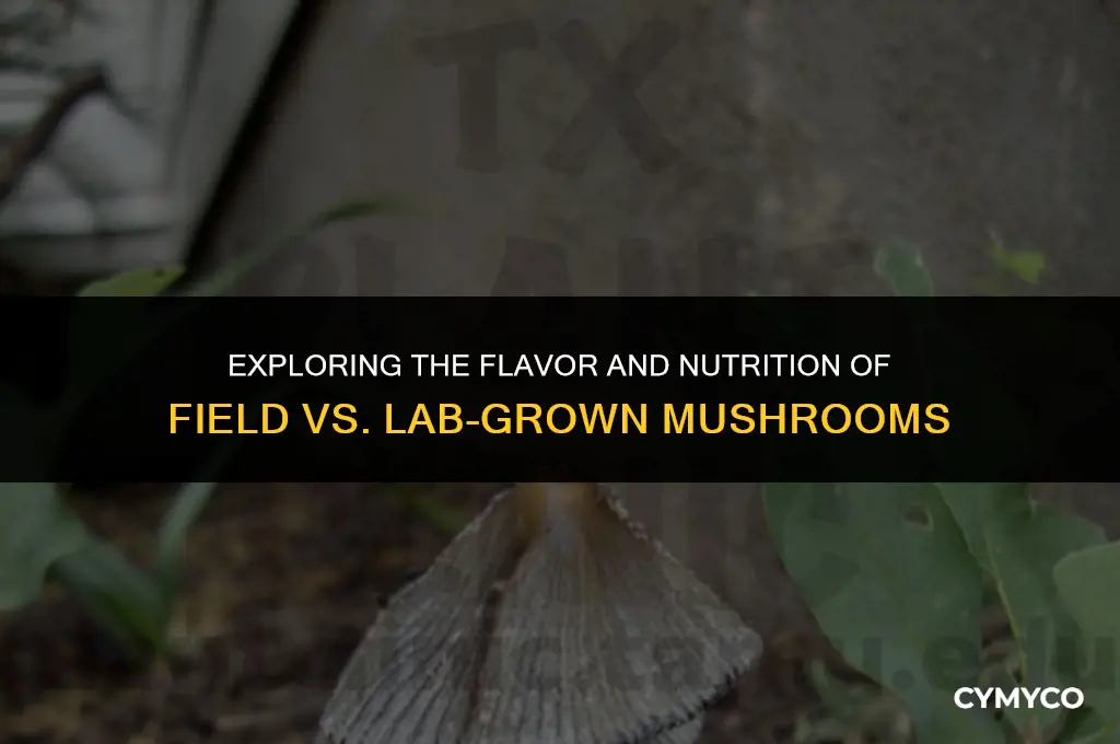 are field mushrooms as good as lab grown