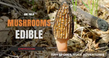 Exploring the Edibility of Field Mushrooms: A Comprehensive Guide