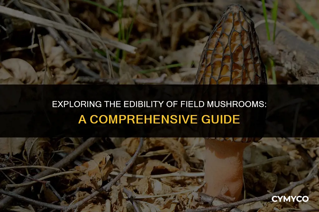 are field mushrooms edible