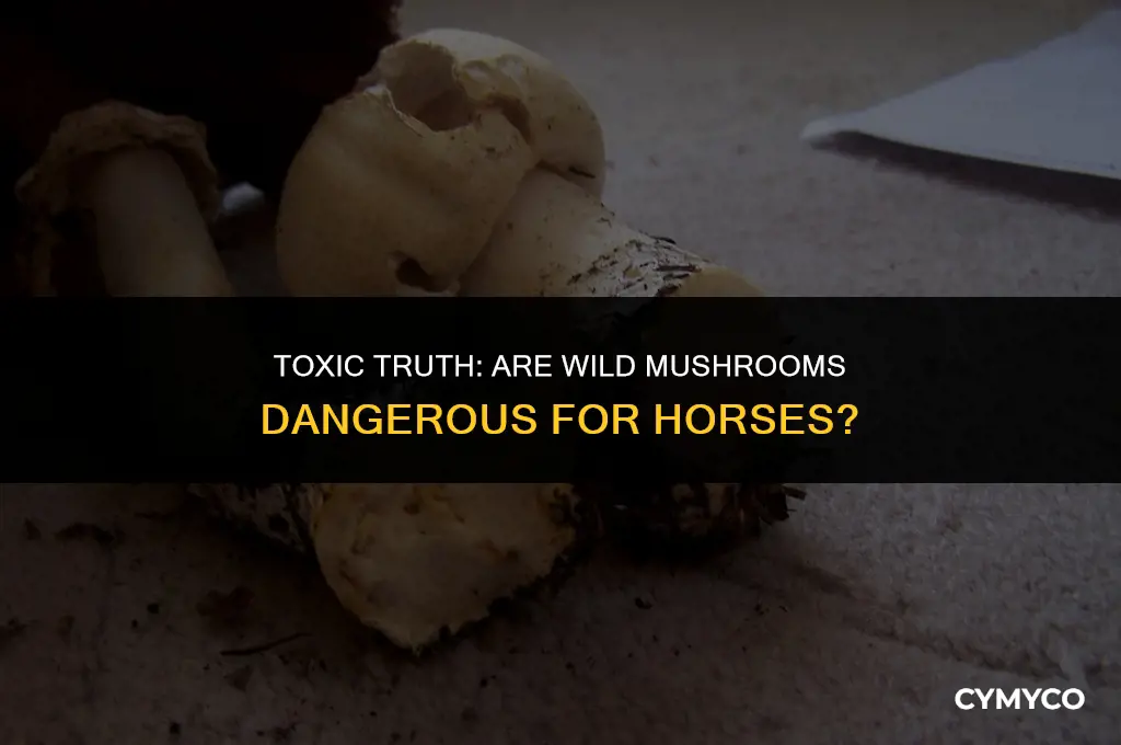 are field mushrooms poisonous to horses