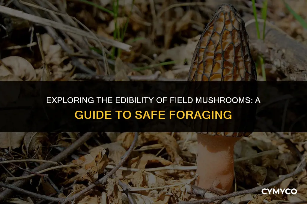 are field mushrooms poisonous