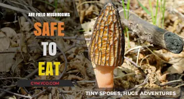 Exploring Edibility: A Guide to Safely Identifying Field Mushrooms